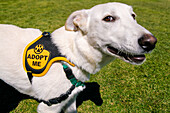 Rettungshund mit Adoptionsmarke