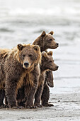 Female Brown bear and cubs, Silver Salmon Creek, Lake Clark National Park, Alaska.