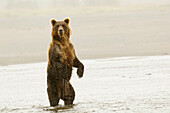 Brown bear standing upright, Silver Salmon Creek, Lake Clark National Park, Alaska.
