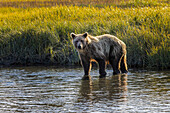 Grizzlybärjunges überquert grasbewachsene Wiese, Lake Clark National Park and Preserve, Alaska, Silver Salmon Creek