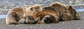 Weiblicher Grizzlybär mit zweitem Jungtier schlafend auf dem Rücken, Lake Clark National Park and Preserve, Alaska