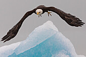 Weißkopfseeadler, Glacier Bay National Park and Preserve, Alaska, USA
