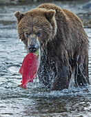 Brown bear fishing, Katmai National Park, Alaska, USA
