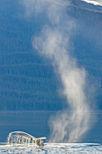 USA, Alaska, Tongass National Forest. Buckelwal taucht ab, nachdem er an die Oberfläche gespuckt hat