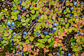USA, Alaska, Dalton Highway. Close-up of blueberries