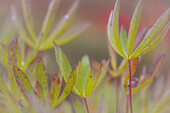 USA, Alaska, Brooks Range. Close-up of lupine leaves