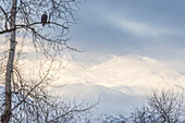 USA, Alaska, Chilkat Weißkopfseeadler-Schutzgebiet, erwachsener Weißkopfseeadler und schneebedeckte Berge