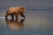 USA, Alaska, Lake Clark-Nationalpark. Grizzlybärensau auf der Suche nach Muscheln bei Sonnenaufgang.