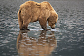 USA, Alaska, Clarksee-Nationalpark. Grizzlybärensau beim Graben nach Muscheln bei Sonnenaufgang.