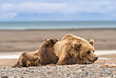 USA, Alaska, Lake Clark National Park. Grizzlybärensau mit Jungen ruhend.