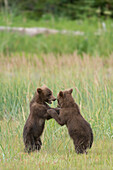 USA, Alaska, Clarksee-Nationalpark. Grizzlybärenjunge spielen.