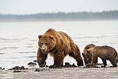 USA, Alaska, Clarksee-Nationalpark. Grizzlybärensau mit Jungen auf der Suche nach Muscheln bei Sonnenaufgang.
