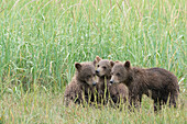USA, Alaska, Lake Clark National Park. Three grizzly bear cubs in grass.