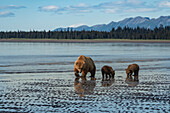 USA, Alaska, Clarksee-Nationalpark. Grizzlybären-Sau mit Jungen auf der Suche nach Muscheln bei Sonnenaufgang.