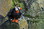 Alaska, Pribilof-Inseln, Saint Paul. Papageientaucher alias Schopftaucher (Fratercula Cirrhata) an abgelegenen Vogelfelsen.