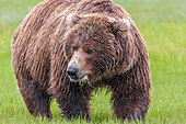 USA, Alaska, Katmai-Nationalpark, Hallo Bay. Küstenbraunbär, Grizzly, Ursus Arctos. Bär frisst Seggen in einem Salzwasser-Sumpfgebiet.