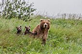 USA, Alaska, Katmai National Park, Hallo Bay. Coastal Brown Bear, Grizzly, Ursus Arctos. Mother grizzly bear with twin cubs.