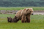 USA, Alaska, Katmai-Nationalpark, Hallo Bay. Küstenbraunbär, Grizzly, Ursus Arctos. Grizzlybärenmutter mit Zwillingsjungen.