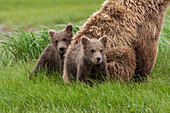 USA, Alaska, Katmai National Park, Hallo Bay. Coastal Brown Bear, Grizzly, Ursus Arctos. Grizzly bear twin cubs protected and sheltered by their mother.