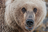 USA, Alaska, Katmai National Park, Kukak Bay. Küstenbraunbär, Grizzly, Ursus Arctos. Nahaufnahme eines Grizzlybären.