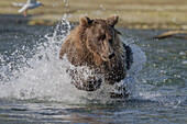 USA, Alaska, Katmai National Park. Grizzly Bear, Ursus Arctos, chasing after salmon in a stream in Geographic Harbor.