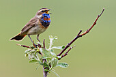 Bluethroat, Singing on his territory