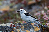 Snow Bunting