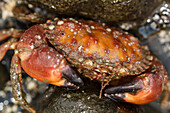 USA, Alaska. Close-up view of a pygmy rock crab between rocks at low tide.