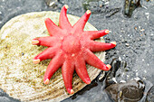 USA, Alaska. A red sun star on a clam shell at low tide.