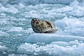 USA, Alaska, South Sawyer - Fords Terror Wilderness, Harbor Seal resting on icebergs calved from South Sawyer Glacier in Tracy Arm