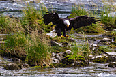 USA, Alaska. Bald Eagle feeding on salmon on the Chilkoot River near Haines, Alaska.