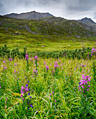 USA, Alaska, Hatchers Pass, Feuerkraut in voller Blüte.