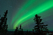 US, AK, Fairbanks. Dramatic curtain display of Aurora Borealis see from Ester Dome