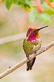 USA, Arizona, Lake Havasu City. Male Anna's hummingbird displaying