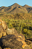 USA, Arizona, Saguaro-Nationalpark. Petroglyphen in der Sonoran-Wüste