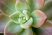 USA, Arizona. Detail einer sukkulenten Pflanze