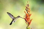USA, Arizona, Santa Cruz County. Broad-billed hummingbird feeding on ocotillo blossoms