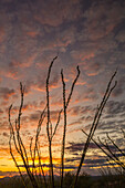 USA, Arizona, Santa Cruz County. Silhouette eines Ocotillo-Kaktus bei Sonnenuntergang