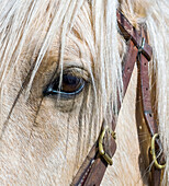 USA, Arizona, Scottsdale. Close-up of horse's eye and bridle