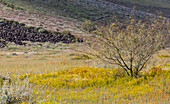 USA, Arizona. Wildflowers in field