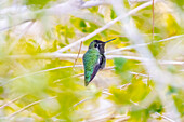 USA, Arizona, Lake Havasu City. Male Anna's hummingbird on limb