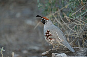 USA, Arizona, Sonoran Desert. Male Gambel's quail close-up.