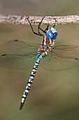 USA, Arizona, Havasu National Wildlife Refuge. Male blue-eyed darner dragonfly on limb.