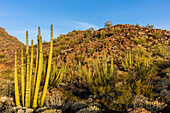 Organ Pipe Kaktus im Organ Pipe National Monument, Arizona, USA (Großformatige Bilder verfügbar)