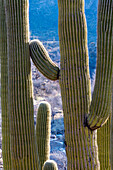USA, Arizona, Catalina State Park, Saguaro-Kaktus, Carnegiea gigantea. Details eines riesigen Saguaro-Kaktus mit Gegenlicht, das die Stacheln hervorhebt.