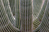 USA, Arizona, Catalina State Park, Saguaro-Kaktus, Carnegiea gigantea. Die vielen Arme des Saguaro-Kaktus bilden ein interessantes Muster.