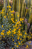 Brittlebush-Wildblume und Orgelpfeifenkaktus, Desert Botanical Gardens, Phoenix, Arizona, USA.