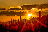 USA, Arizona, Tucson, Saguaro-Nationalpark
