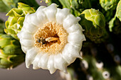 USA, Arizona, Tucson, Saguaro National Park