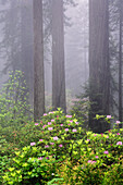 Redwood-Bäume und Pazifischer Rhododendron im Nebel, Redwood National Park, Kalifornien